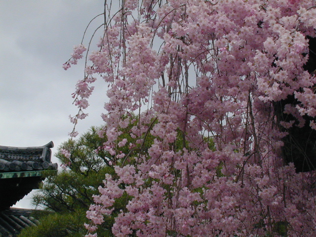 DSCN0794