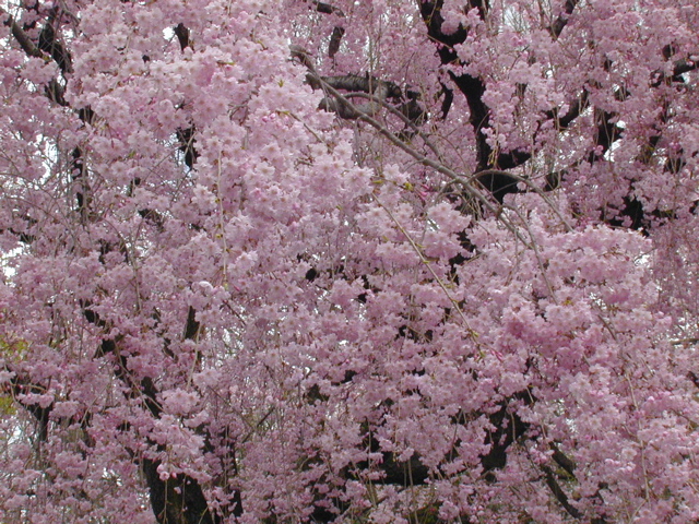 DSCN0806