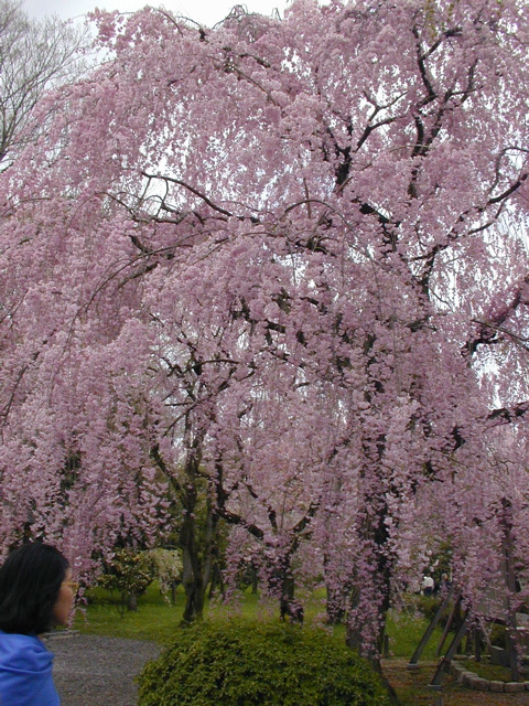 DSCN0807