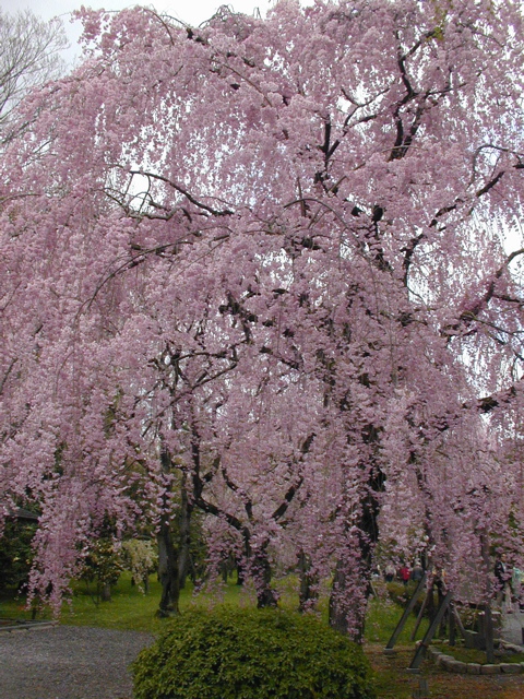 DSCN0808