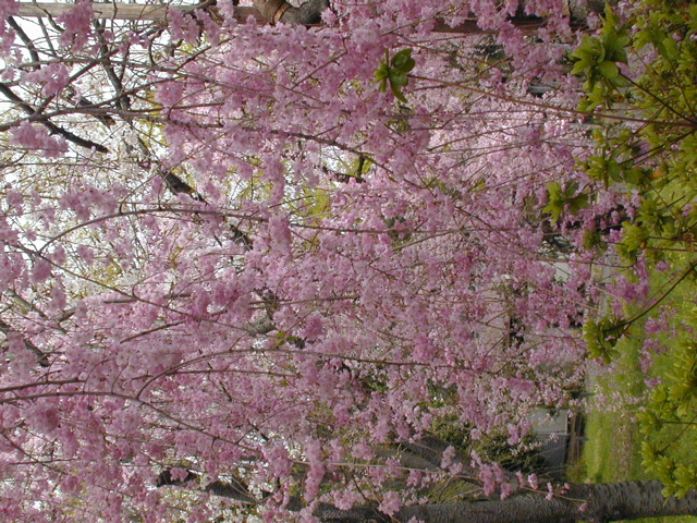 DSCN0811