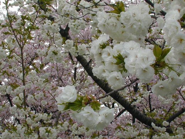 DSCN0817