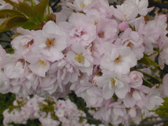 DSCN0789