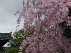 DSCN0794