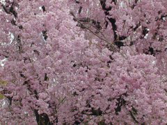 DSCN0806