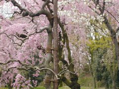 DSCN0809