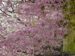 DSCN0811