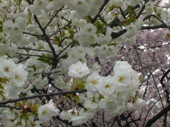 DSCN0816