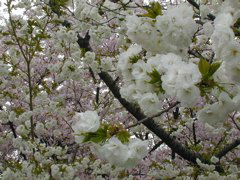 DSCN0817