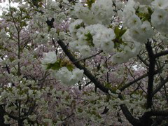 DSCN0818