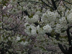 DSCN0819