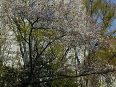 DSCN0606
